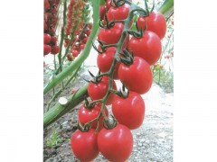 贵州西红柿种子_怎样购买西红柿种子