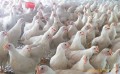夏津三益育成鸡口碑好的海兰灰鸡供应-海兰灰鸡价格