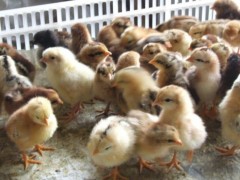 德州笨鸡厂专业供应柴鸡苗|供应柴鸡苗