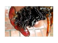 湘西哪里有小龙虾种苗-好的小龙虾种苗苏奥水产供应