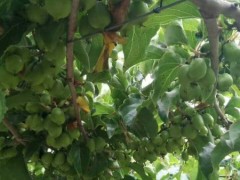 内蒙软枣猕猴桃厂家-丹东哪里有供应品质好的软枣猕猴桃