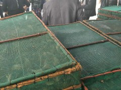 连云港区域具有口碑的龙虾价格，大渡口小龙虾种苗怎么培育