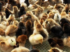 葫芦岛火鸡雏孵化场|哪里有提供口碑好的珍珠鸡雏