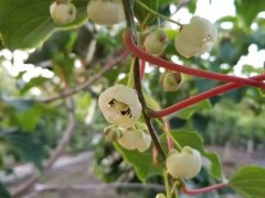 新疆软枣猕猴桃种植-供应辽宁实惠的软枣猕猴桃