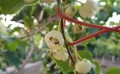 新疆软枣猕猴桃种植-供应辽宁实惠的软枣猕猴桃