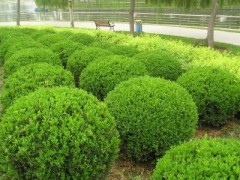 绿化苗木供应商|销量好的绿化苗木出售