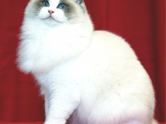怎么选择布偶猫_上海乂彦宠物用品提供价格划算的布偶猫