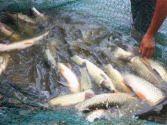 优惠的生态养殖鱼类-供应吉安物超所值的鲫鱼
