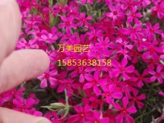 安徽丛生福禄考种植基地-价格实惠的芝樱就在万美花卉