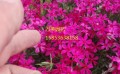 安徽丛生福禄考种植基地-价格实惠的芝樱就在万美花卉