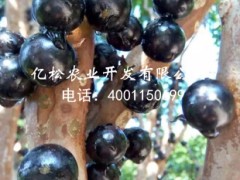 莆田嘉宝果|树葡萄种苗找亿松公司