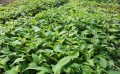 阜新软枣猕猴桃苗种植-买软枣猕猴桃树苗认准稼盛生态农业