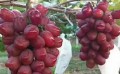 浪漫红颜葡萄苗基地报价，口碑好的浪漫红颜葡萄苗出售