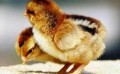 辽阳火鸡雏孵化场-来锦州兴合-买优惠的红玉380鸡雏