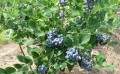 贵州珠宝蓝莓苗-珠宝蓝莓苗哪里有卖