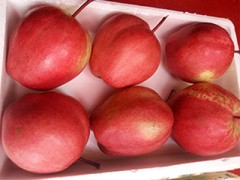福建红梨厂家推广-想要优惠的红梨就来华隆种养