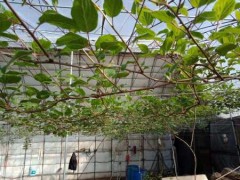 软枣猕猴桃苗批发_丹东品种好的软枣猕猴桃苗供应