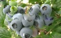 鞍山杜克蓝莓苗-在哪能买到成活率高的杜克蓝莓苗