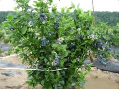 吉林绿宝石蓝莓苗_优良绿宝石蓝莓苗批发价格