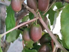 大连软枣猕猴桃树苗哪家好-想要实惠的软枣猕猴桃树苗就来丹东韵