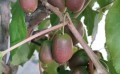 大连软枣猕猴桃树苗哪家好-想要实惠的软枣猕猴桃树苗就来丹东韵