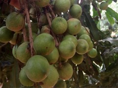 坚果树苗批发-品种好的夏威夷果树苗哪里买
