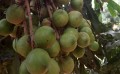 坚果树苗批发-品种好的夏威夷果树苗哪里买