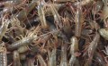 宿迁专业的小龙虾种苗批发商 龙虾养殖如何