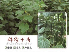 黑龙江锦绣十号黄瓜种子|专业供应优良黄瓜种子