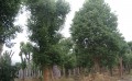 价格合理的樟树-想要品种好的樟树就来南平市建阳区水秀园林