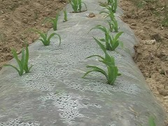广东保温玉米地膜|南宁市晟和兴塑胶供应优良的玉米地膜