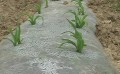 广东保温玉米地膜|南宁市晟和兴塑胶供应优良的玉米地膜
