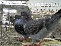 山东可信赖的种鸽生产基地 种鸽养殖厂