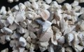 混泥土骨料供应-哪里有卖质量好的石灰