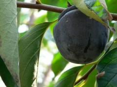 哈尔滨黑苹果树苗-品种好的黑苹果苗推荐