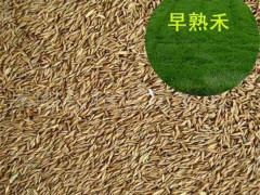 牧草种子生产-要买垂穗披碱草种子就到西藏春凯生态农牧开发