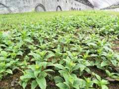 软枣树苗价格-要买软枣树苗就到稼盛生态农业