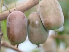 软枣猕猴桃种植基地-哪里能买到成活率高的软枣猕猴桃种植