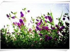紫花苜蓿批发-信誉好的紫花苜蓿供应商推荐