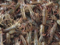 宿迁知名的小龙虾种苗供应商推荐-龙虾养殖价格