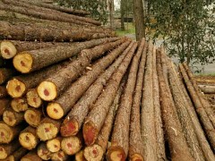 湖北杉木杆供应基地 促销竹木杆
