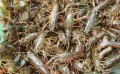 划算的小龙虾种苗哪里有-邯郸哪里有小龙虾种苗