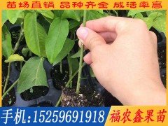 绿皮百香果苗价钱如何-漳州绿皮百香果苗批发价格