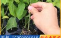 绿皮百香果苗价钱如何-漳州绿皮百香果苗批发价格