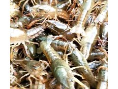 保定哪里有小龙虾种苗-哪里能买到优惠的小龙虾种苗