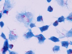 乳酸棉粉蓝-微生物专业供应商-雷根生物