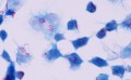 乳酸棉粉蓝-微生物专业供应商-雷根生物