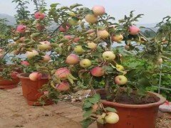 和田苹果盆景哪家好_宁夏专业的苹果盆景生产基地