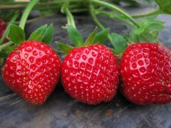 苍山有口碑的草莓采摘园-专业草莓采摘找哪家好