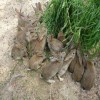 供应优质比利时兔种兔保成活包教技术